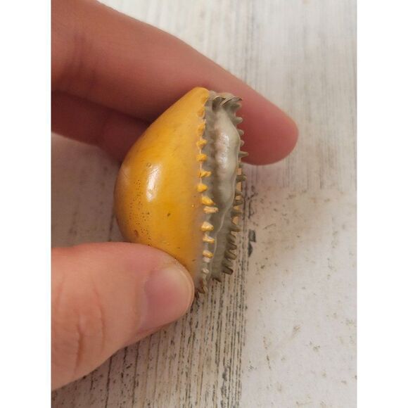 Safari Cowry Shell mini ocean creature toy figure - Picture 2 of 5